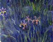 克劳德 莫奈 : Irises